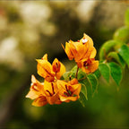 2 Yellow Bougainvillea Plants Live, Trailing Bougainvillea Flowering Vine, Well Rooted Bougainvilleas 4-7 Inches