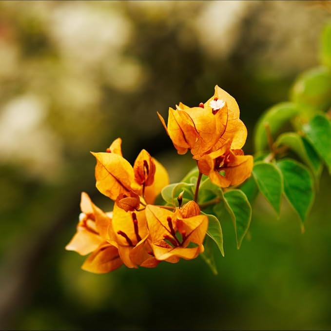 2 Yellow Bougainvillea Plants Live, Trailing Bougainvillea Flowering Vine, Well Rooted Bougainvilleas 4-7 Inches