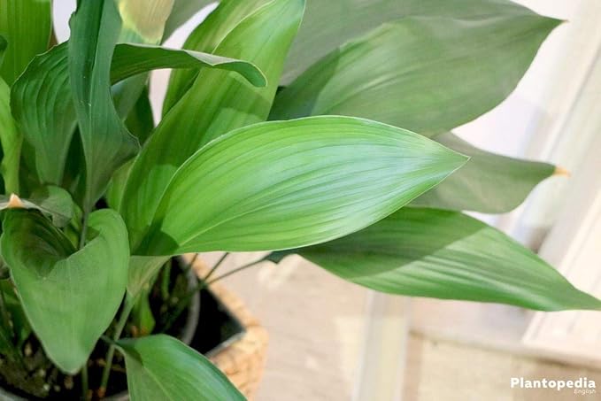 Cast Iron Plant - Live Plant in a 6 Inch Pot - Aspidistra Elatior - Beautiful Florist Quality Indoor or Outdoor Plant