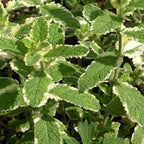 Pineapple Mint Plants Live, Mint Plants for Inside and Home Décor, 3-Inch Potted Fresh Herb for Kitchen Gardens and Indoor Outdoor Growing