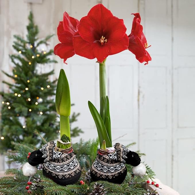 Waxed Amaryllis Bulb - Decorative Black Sweater, Red Blooms - Easy Care - No Watering Needed!