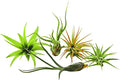 Rainforest Grown 5 Pack Assorted Air Plants - Live Tillandsia - Easy Care House Plants - Air Succulents, House Plant, Home Decor & Gift, Live Plant, Healthy Arrival Guarantee