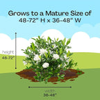 Shrub 2.5 Qt. August Beauty Gardenia