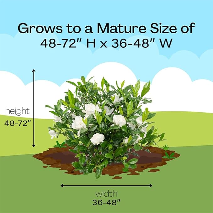 Shrub 2.5 Qt. August Beauty Gardenia
