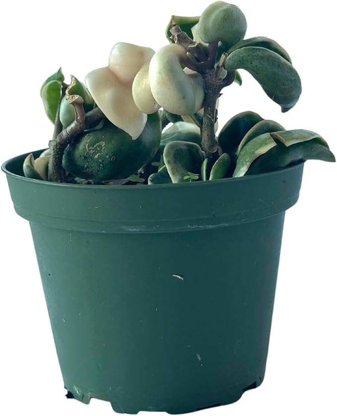 Live Plant Hoya Compacta Hindu Rope Variegated – 4” – Unique Trailing Houseplant with Twisted, Cream-Edged Foliage – Easy Care Indoor Plant (Heat Pack Included)