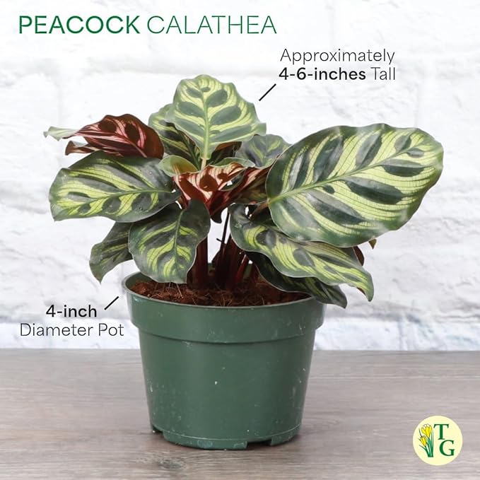 Thorsen's Greenhouse Peacock Calathea, Live Indoor Plant, Safe for Pets, Colorful Foliage, Rare Variety, Peacock Plant, 4" Diameter (Coffee)