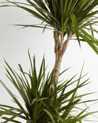 RedCrocus Dragon Tree Dracaena marginata Bush- Indoor & Outdoor Decor, Pet Safe, Easy Care, Elegant Evergreen with Sword-Shaped Leaves, Well-Draining Soil Friendly 10" Pot