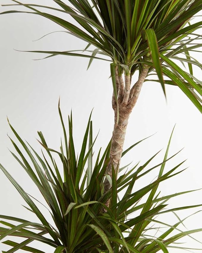 RedCrocus Dragon Tree Dracaena marginata Bush- Indoor & Outdoor Decor, Pet Safe, Easy Care, Elegant Evergreen with Sword-Shaped Leaves, Well-Draining Soil Friendly 10" Pot