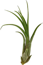 ragnaroc Live Air Plant – Tillandsia Capiput, Jumbo 6-9” - 5 ct - Live Arrival Guaranteed - House Plants for Home Decor & Gift