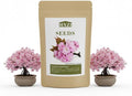 Japanese Cherry Blossom Seeds, Bonsai Seeds, Pack of 30 Bonsai Tree Seeds
