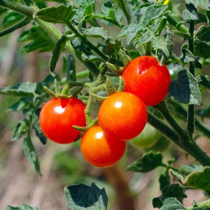 Cherry Tomato Plant, 4 Inches Pot Live Tomato Starter Plant