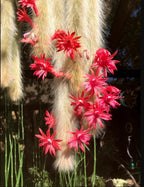 Monkey Tail Cactus Live Plants for Planting, Live Monkey Tail Cactus Houseplant Succulents 6-8" for Indoor Outdoor Planting