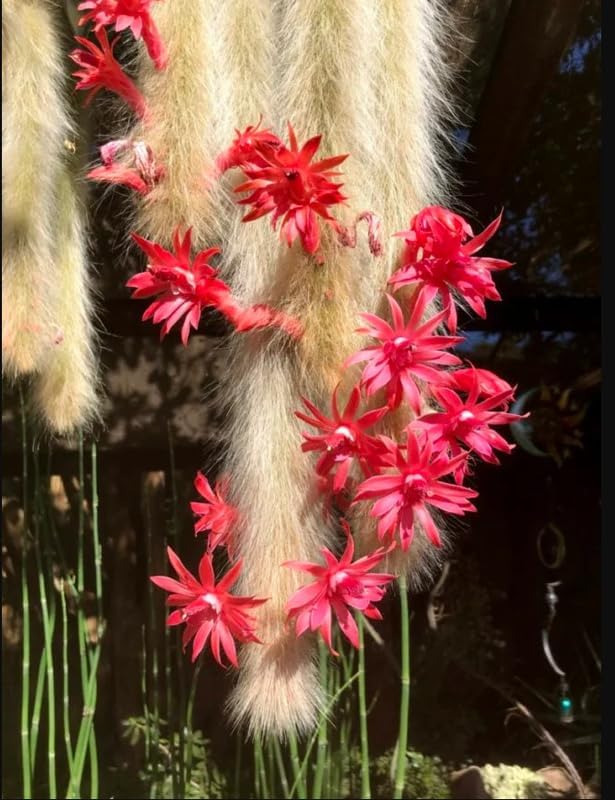 Monkey Tail Cactus Live Plants for Planting, Live Monkey Tail Cactus Houseplant Succulents 6-8" for Indoor Outdoor Planting