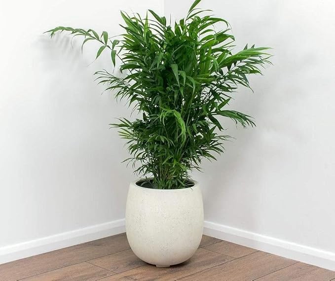 Seeds Parlor Palm Neanthe Bella (Palm Chamaedorea) Rare Perennial Tree