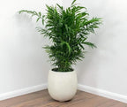 Seeds Parlor Palm Neanthe Bella (Palm Chamaedorea) Rare Perennial Tree