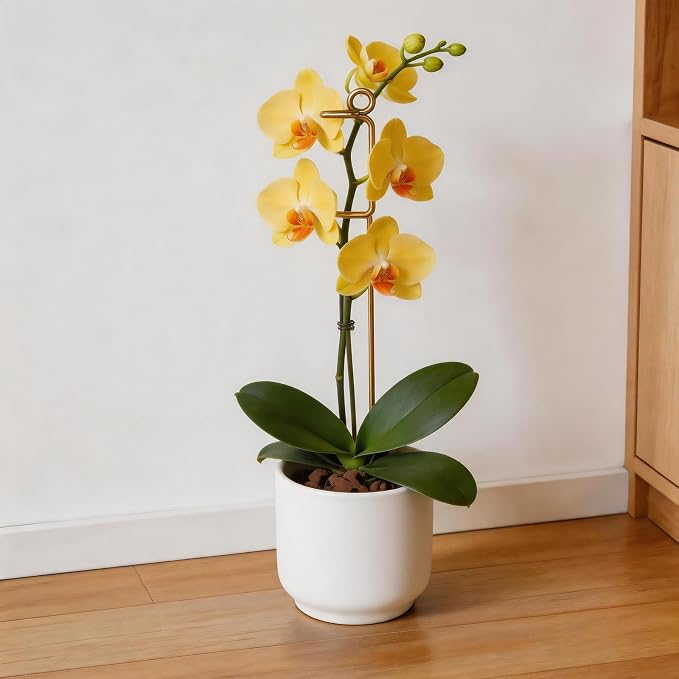 Gold Flower Stakes and Supports - Stylish Indoor Plant Trellis for Pothos, Amaryllis, Monstera, Fishbone Cactus, and Orchids | Perfect Home Garden Decor