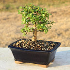 Brussel's Bonsai - Live Dwarf Jade Bonsai Tree in a Grower Bonsai Pot, Indoor Succulent Houseplant, 4 Years Old, 8-12 Inches Tall, Easy Care Plant for Home or Office (Medium, Green)