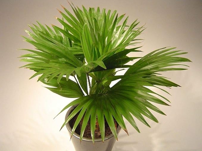 Seeds Chinese Fan Palm Livistona - Growing Indoor - Perennial Tree for Planting