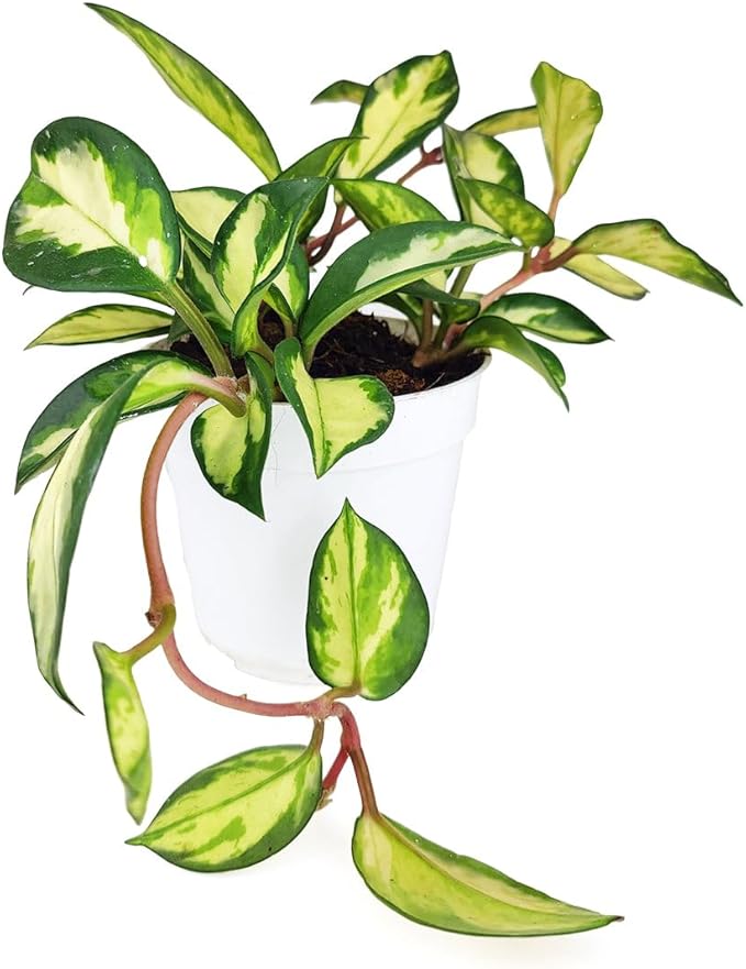 Hoya Carnosa Krimson Princess (4 inch) - Pet-Friendly Houseplants - Attractive Indoor Plants, Easy to Grow, Pet Safe Plants for Cats & Dogs, Ideal for Home Decor, Office & Gift