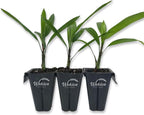 Lady Palm - 3 Live Starter Plants in 2 Inch Pots - Rhapis Excelsa - Beautiful Clean Air Indoor Outdoor Houseplant