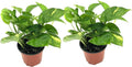 Live Pothos Plant - Epipremnum aureus Golden Pothos Plant - ragnaroc Tropical Plant 5-8” Tall - 2ct Live Arrival Guaranteed - Low Maintenance House Plants for Home Decor & Gift