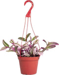 Shop Succulents Tradescantia Nanouk, Hanging Live Indoor Plant, Easy Care Hanging Trailing Houseplant in Nursery Pot, Air Purifying Plant in Soil, Housewarming, Home Décor, 6 Inch Pot