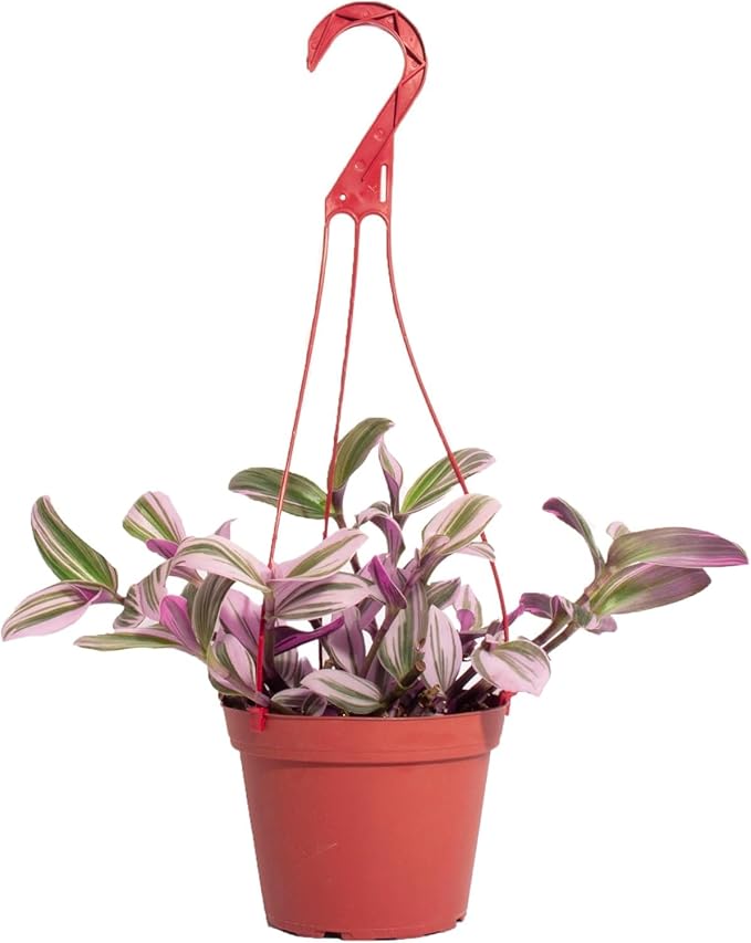 Shop Succulents Tradescantia Nanouk, Hanging Live Indoor Plant, Easy Care Hanging Trailing Houseplant in Nursery Pot, Air Purifying Plant in Soil, Housewarming, Home Décor, 6 Inch Pot