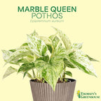 Thorsen's Greenhouse Marble Queen Pothos, Live Indoor Plant, Easy to Grow, Rare Variegated Houseplant, Natural Air Purifier, 4-inch Diameter Pot (Lavender)