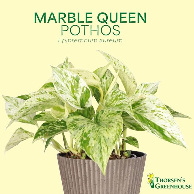 Thorsen's Greenhouse Marble Queen Pothos, Live Indoor Plant, Easy to Grow, Rare Variegated Houseplant, Natural Air Purifier, 4-inch Diameter Pot (Lavender)