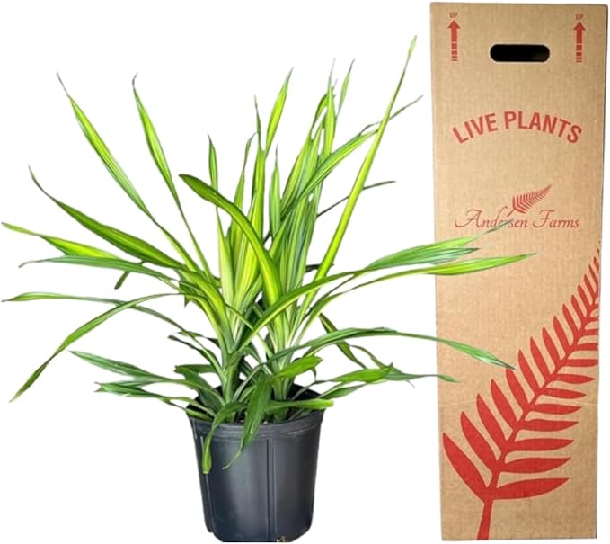Dracaena Rikki – 10 Inches Grower Pot – Live Tropical Air Purifying Plant – Indoor/Outdoor Easy Care Houseplant for Home and Office Spaces