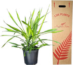 Dracaena Rikki – 10 Inches Grower Pot – Live Tropical Air Purifying Plant – Indoor/Outdoor Easy Care Houseplant for Home and Office Spaces