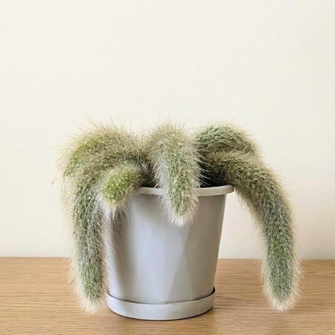 Rare Monkey Tail Cactus Live Plant – 7-9 Inch Succulent for Indoor & Outdoor, Unique Trailing Live Succulent, Ideal Gift for Plant Lovers