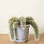 Rare Monkey Tail Cactus Live Plant – 7-9 Inch Succulent for Indoor & Outdoor, Unique Trailing Live Succulent, Ideal Gift for Plant Lovers