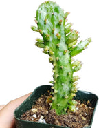 Live Cactus Plants, Fully Rooted 2-inch Cactus Succulent Plants, Rare Varieties for Gift or Home Decoration (Variegated Joseph's Coat Cactus)