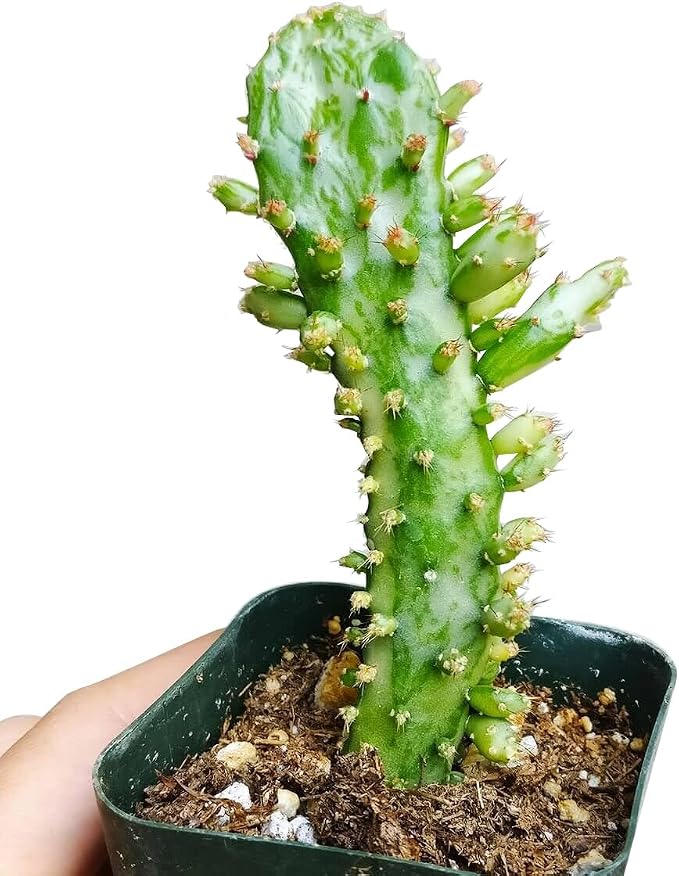 Live Cactus Plants, Fully Rooted 2-inch Cactus Succulent Plants, Rare Varieties for Gift or Home Decoration (Variegated Joseph's Coat Cactus)