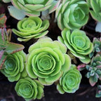 Mountain Rose Succulent Greenovia Dodrentalis Live Plant in 2-Inch Pot | Unique Rose-Shaped Crassulaceae for Indoor Home and Office Decor