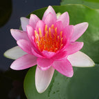 Mainam Pink Nymphaea Fabiola Live Aquarium Plant Hardy Water Lilies Tuber for Freshwater Fish Pond Balcony
