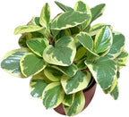 Variegated Baby Rubber Plant, Pet Safe, Low Maintenance, Live Indoor Plant, 4.7 inch Red Decorative Pot m