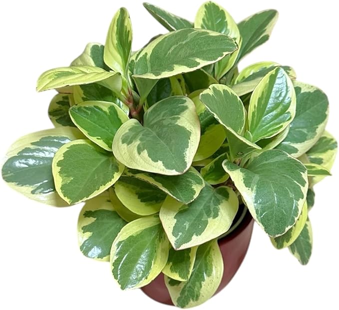 Variegated Baby Rubber Plant, Pet Safe, Low Maintenance, Live Indoor Plant, 4.7 inch Red Decorative Pot m