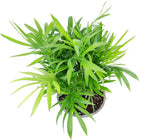 Neanthe Bella Palm (4" Grower Pot) - Air Purifying and Live Healthy Houseplant - Easy to Grow, Easy to Care Indoor Houseplant - Fully Rooted in 2/4/4.5/5/6 inch Sizes