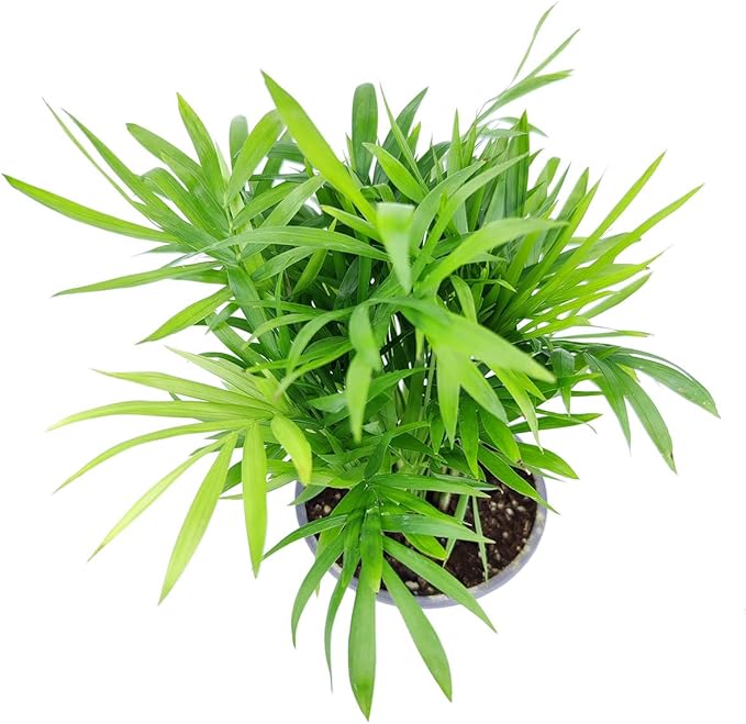 Neanthe Bella Palm (6" Grower Pot) - Air Purifying and Live Healthy Houseplant - Easy to Grow, Easy to Care Indoor Houseplant for Home and Office Decor