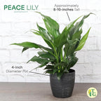 Live Peace Lily Plant, Spathyphylum, Low Light, Live Indoor Plant, 4" Diameter Pot