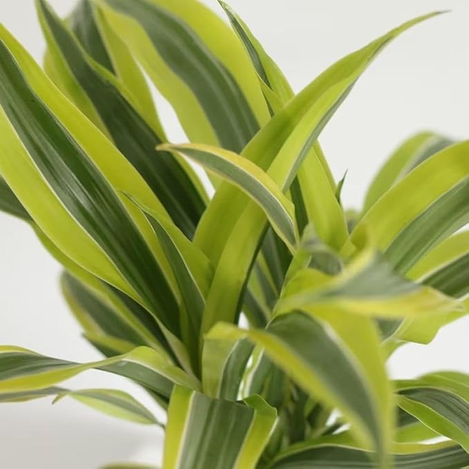 RedCrocus Lemon Lime Dragon Tree Bush- Variegated Indoor & Outdoor Plant- Easy Care Evergreen Foliage- Tolerates Bright, Indirect Light- Pet Safe (Toxic to Cats & Dogs) 10" Pot