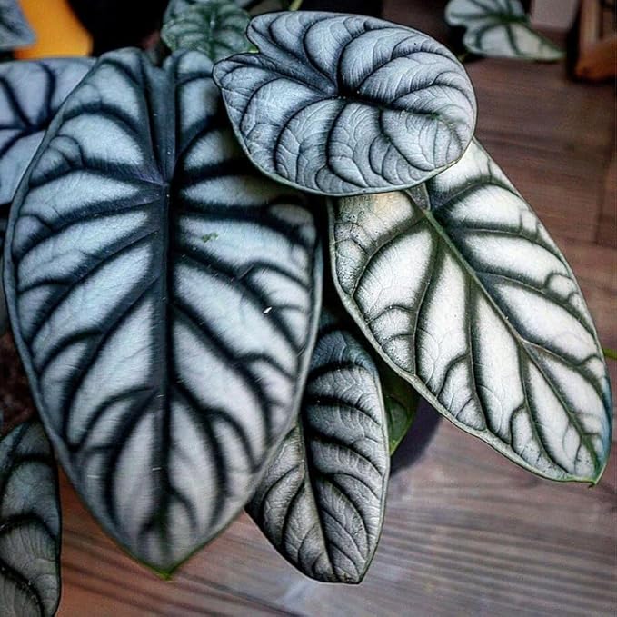 2 Silver Dragon Alocasia Plants Live Houseplant for Indoor Outdoor Growing, 4 to 8 Inches Tall, Rare and Hardy