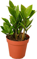 Zamioculcas Zamiifolia ZZ Live Plant for Indoor | Different Houseplants in 4'' & 6'' Pot | Real House Plant for Living Room, Office, Desk & Bathroom |