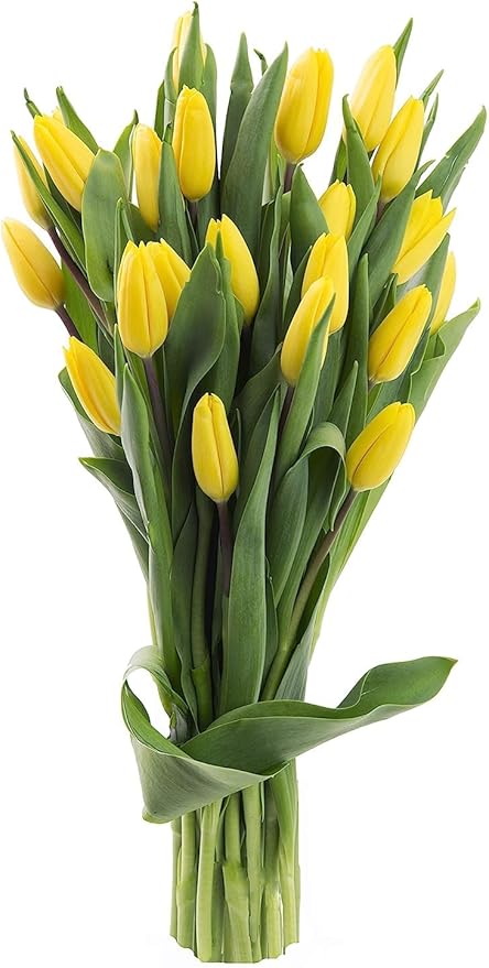 KaBloom PRIME OVERNIGHT DELIVERY - WEDDING COLLECTION - PREMIUM 20 Yellow Tulips. Gift for Birthday, Sympathy, Anniversary, Get Well, Thank You, Valentine, Mother’s Day Fresh Flowers