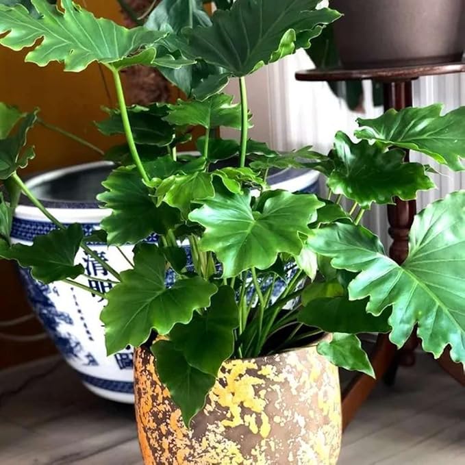 Philodendron Little Hope Live Plant for Indoor | Different Houseplants in 4'' & 6'' Pot | Real House Plant for Living Room, Office, Desk & Bathroom | selloum