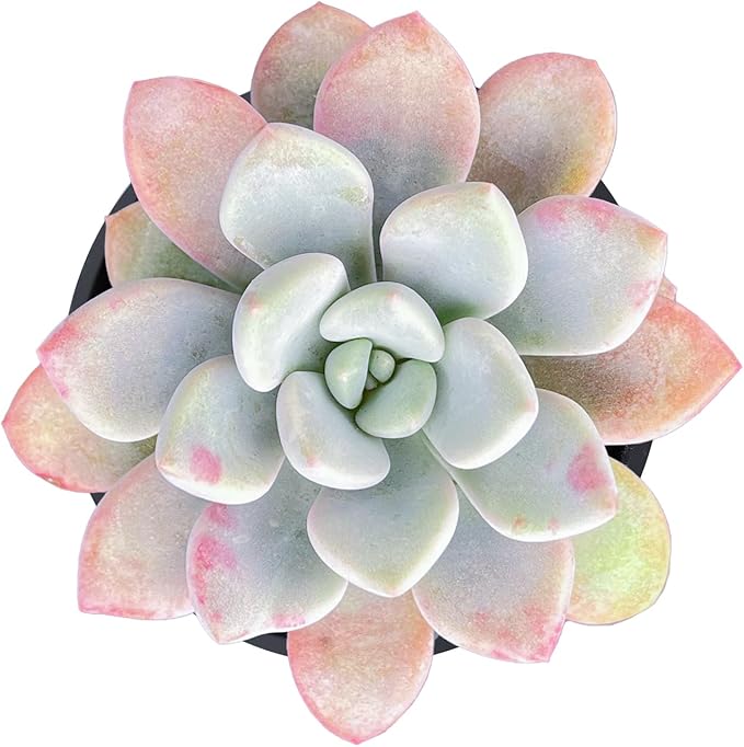 Live Succulent Echeveria 'Mottled Deer', 2 Inch Fully Rooted Potted Plant, Easy Care & Drought Tolerant, Indoor Houseplant for Home Decor