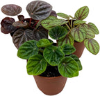 BubbleBlooms Peperomia Assortment Set of 3 in 2 inch pots