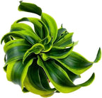 BubbleBlooms Dracaena Tornado 4 inch, Twisted Fragrans Rare Indoor Plant